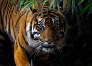 Waspada! Harimau Kembali Terlihat di Jalan Lintas Suoh-Liwa