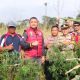 Satresnarkoba Polres Lambar Temukan Lahan Ganja di Pekon Teba Pring Jaya